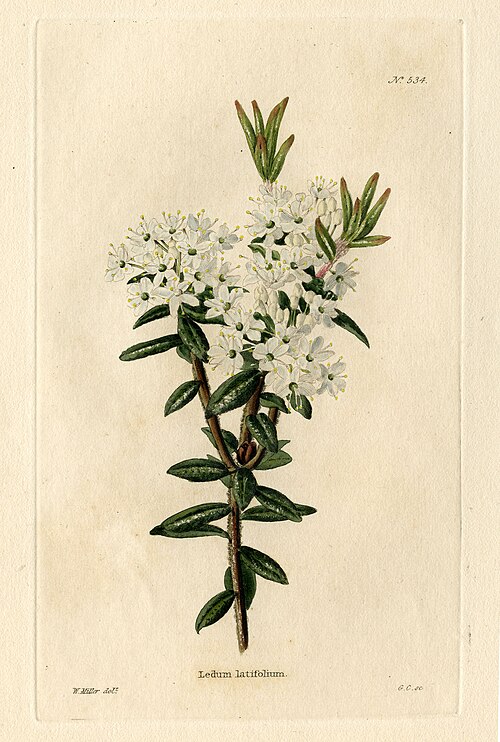 Hand-drawn image of stem with green leaves and white flowers.