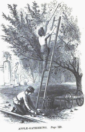 One boy on a ladder picking apples while another picks apples off the ground.